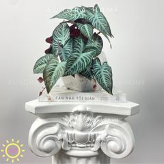 Chậu cây mini lá môn đột biến Hira Mina để bàn