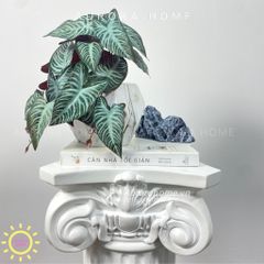 Chậu cây mini lá môn đột biến Hira Mina để bàn