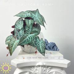 Chậu cây mini lá môn đột biến Hira Mina để bàn