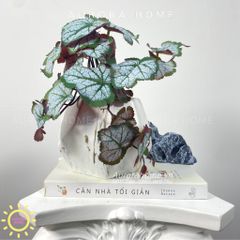 Chậu cây để bàn lá rau má Mona Mona