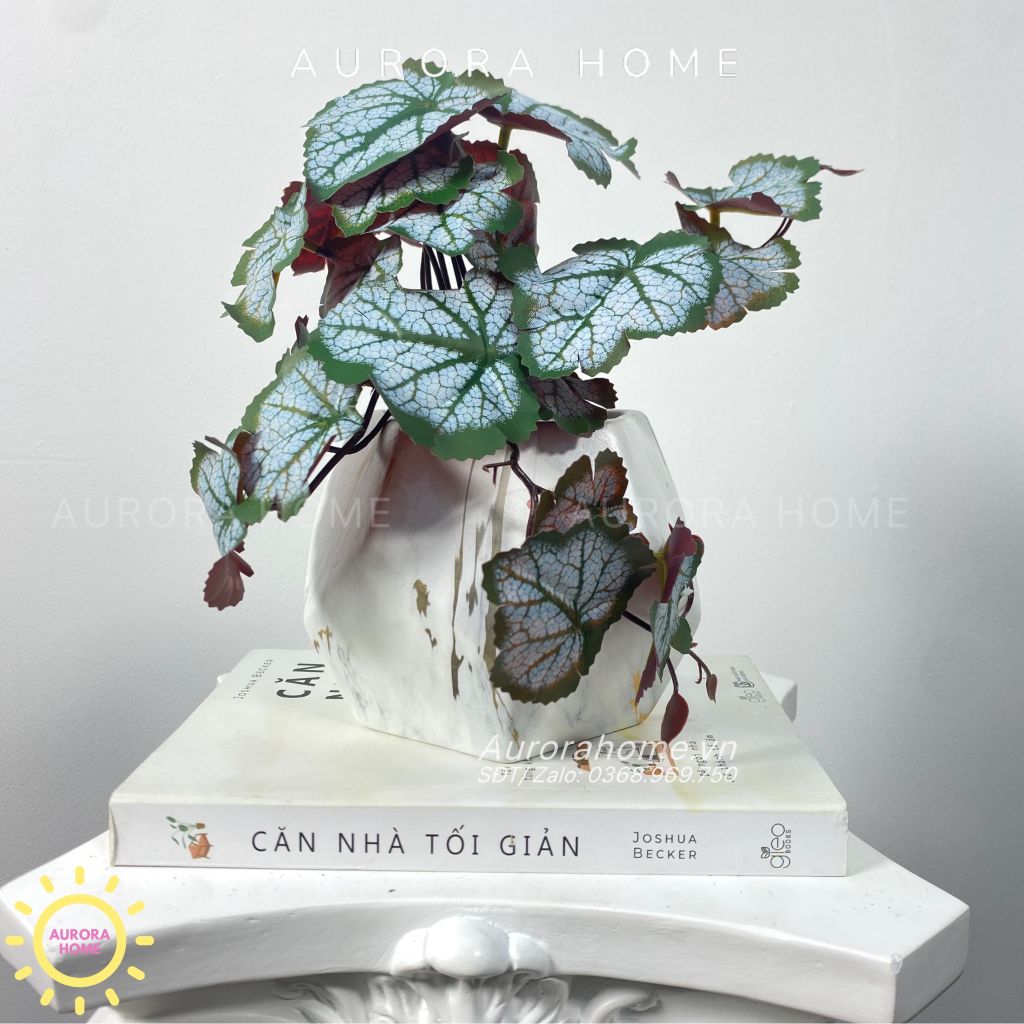 Chậu cây để bàn lá rau má Mona Mona