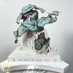 Chậu cây để bàn lá rau má Mona Mona