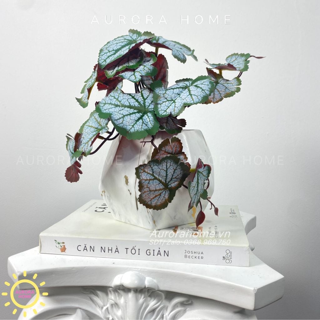 Chậu cây để bàn lá rau má Mona Mona