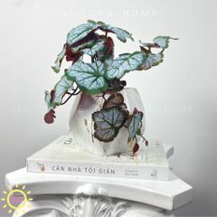 Chậu cây để bàn lá rau má Mona Mona