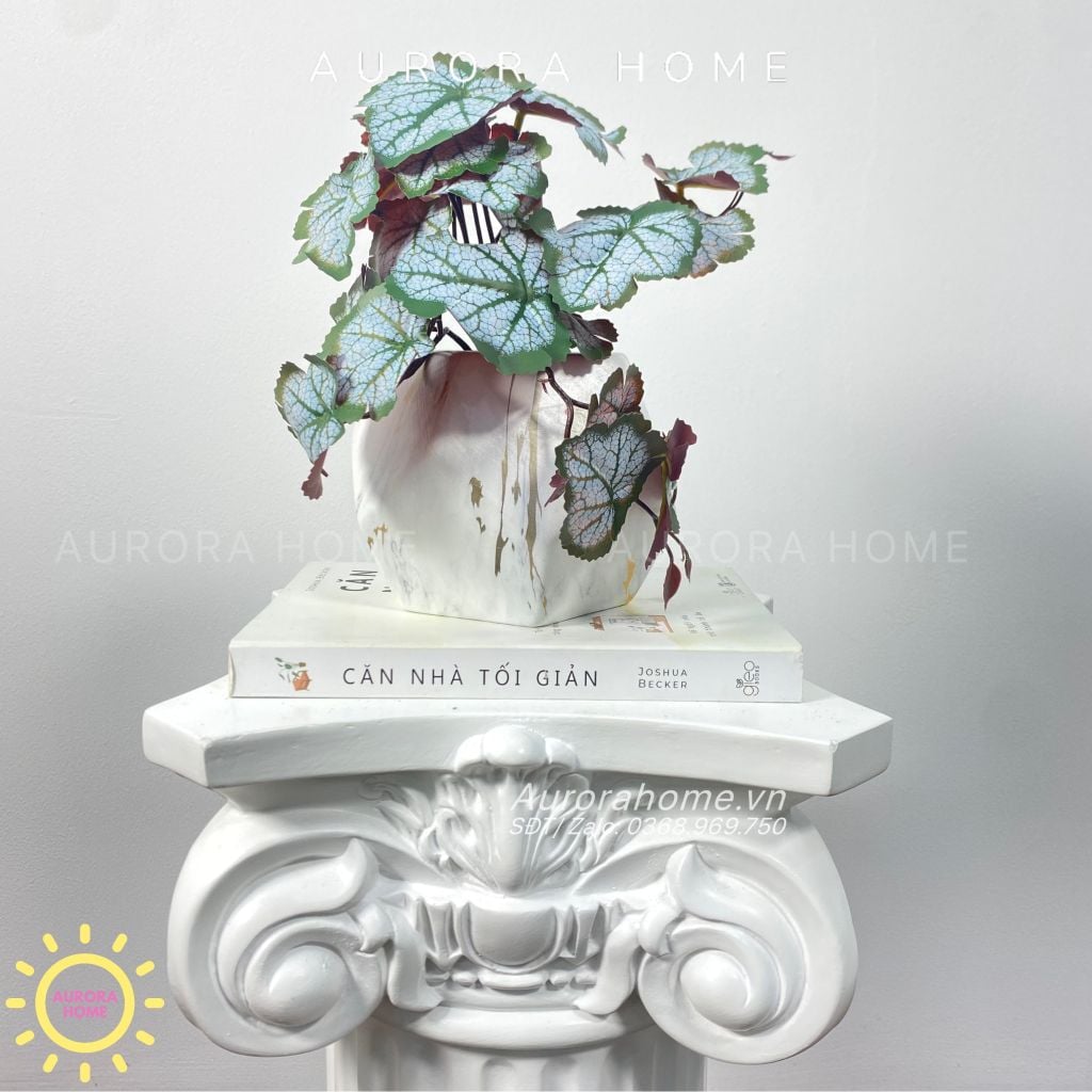 Chậu cây để bàn lá rau má Mona Mona