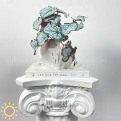 Chậu cây để bàn lá rau má Mona Mona