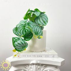 Chậu cây để bàn lá trầu bà nước Kara Kera