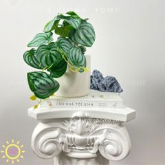 Chậu cây để bàn lá trầu bà nước Kara Kera