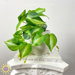 Chậu cây để bàn lá Winger (Mẫu 2)