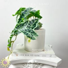 Chậu cây để bàn lá trầu bà Xina Mina (mẫu 2)