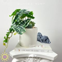 Chậu cây để bàn lá trầu bà Xina Mina (mẫu 2)