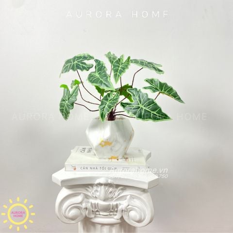 Chậu cây mini lá Bara Toku