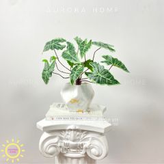 Chậu cây mini lá Bara Toku