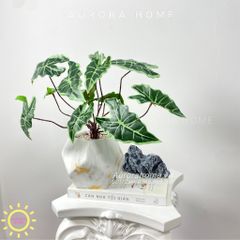 Chậu cây mini lá Bara Toku