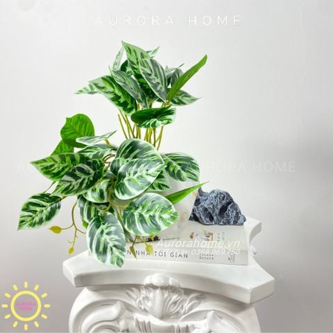 Chậu cây lá xoăn Mira Hake mini để bàn