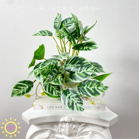 Chậu cây lá xoăn Mira Hake mini để bàn