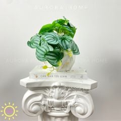 Chậu cây mini lá trầu bà nước Kara Kera (Mẫu 2)