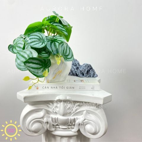 Chậu cây mini lá trầu bà nước Kara Kera (Mẫu 2)