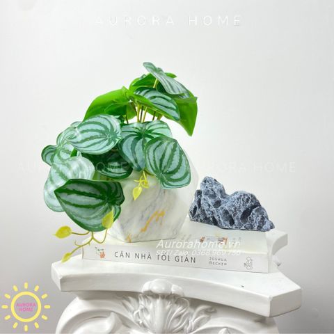 Chậu cây mini lá trầu bà nước Kara Kera (Mẫu 2)