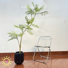 Chậu cây lá me giả cao cấp trang trí nhà