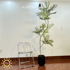 Chậu cây lá me giả cao cấp trang trí nhà