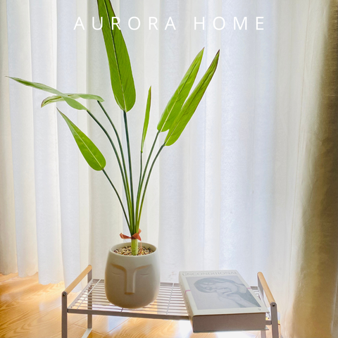 Chậu cây lá thiên điểu giả