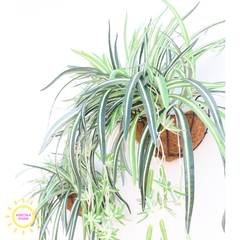 Chậu cây lan chi decor treo ban công