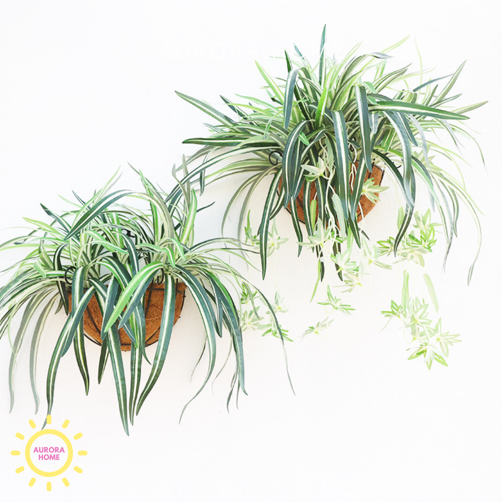 Chậu cây lan chi decor treo ban công