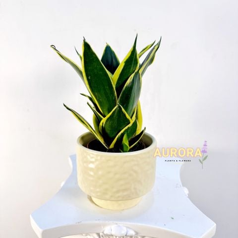 Chậu cây lưỡi hổ (Cây xanh)