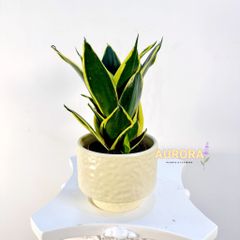 Chậu cây lưỡi hổ (Cây xanh)
