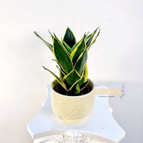 Chậu cây lưỡi hổ (Cây xanh)