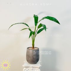 Chậu cây mini cây Tổ Yến giả cao cấp