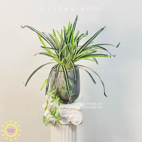Chậu cây mini cây Tóc Tiên giả