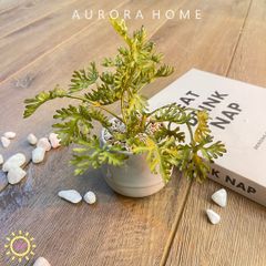 Chậu cây linh chi Mori mini giả để bàn
