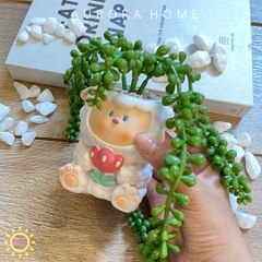 Chậu cây sen đá Edna mini giả để bàn