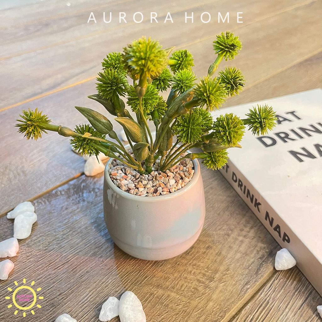 Chậu cây hoa bồ công anh Fairy mini giả để bàn