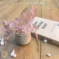 Chậu cây linh chi Mori mini giả để bàn