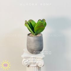 Chậu cây mini Sen Đá Tuyết giả lớn