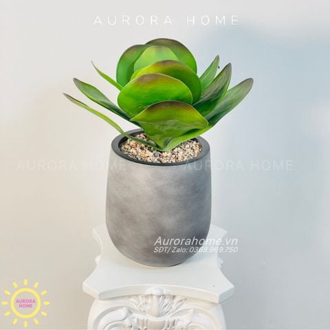 Chậu cây mini Sen Đá Tuyết giả lớn