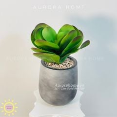 Chậu cây mini Sen Đá Tuyết giả lớn