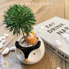 Chậu cây bồ công anh Zahra mini giả để bàn