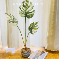 Chậu cây lá Monstera giả bạch biến (3 cành)
