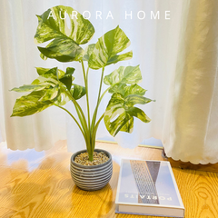 Chậu cây lá Monstera giả bạch biến (9 cành)
