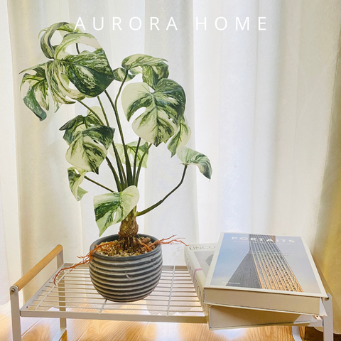 Chậu cây lá Monstera giả bạch biến (có rễ nổi)