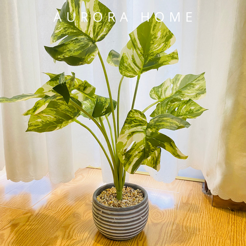 Chậu cây lá Monstera giả bạch biến (9 cành)