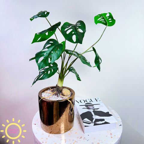 Cây giả mini để bàn Cây monstera Nam Mỹ