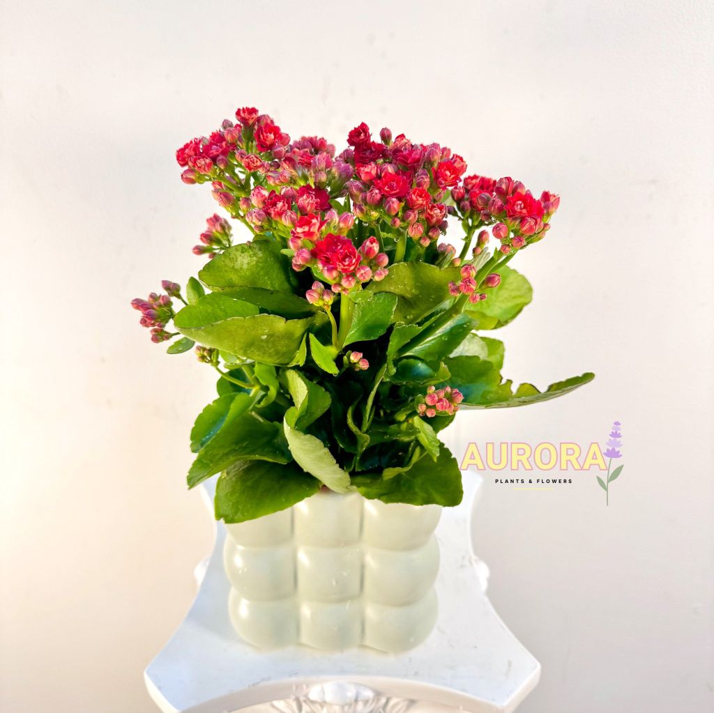 Chậu cây sống đời (Cây xanh)