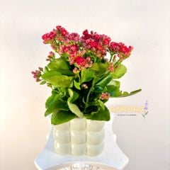 Chậu cây sống đời (Cây xanh)