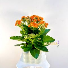 Chậu cây sống đời (Cây xanh)