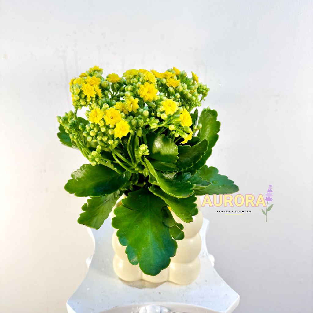 Chậu cây sống đời (Cây xanh)